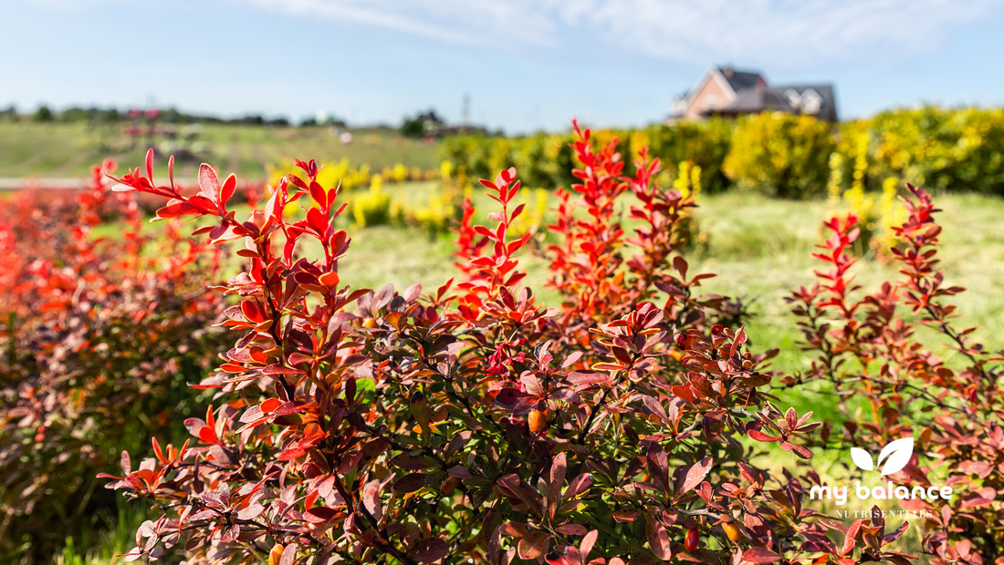 Berberine "An Ayurveric approach to Health"