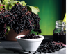 Elderberry Powerful Antioxidant