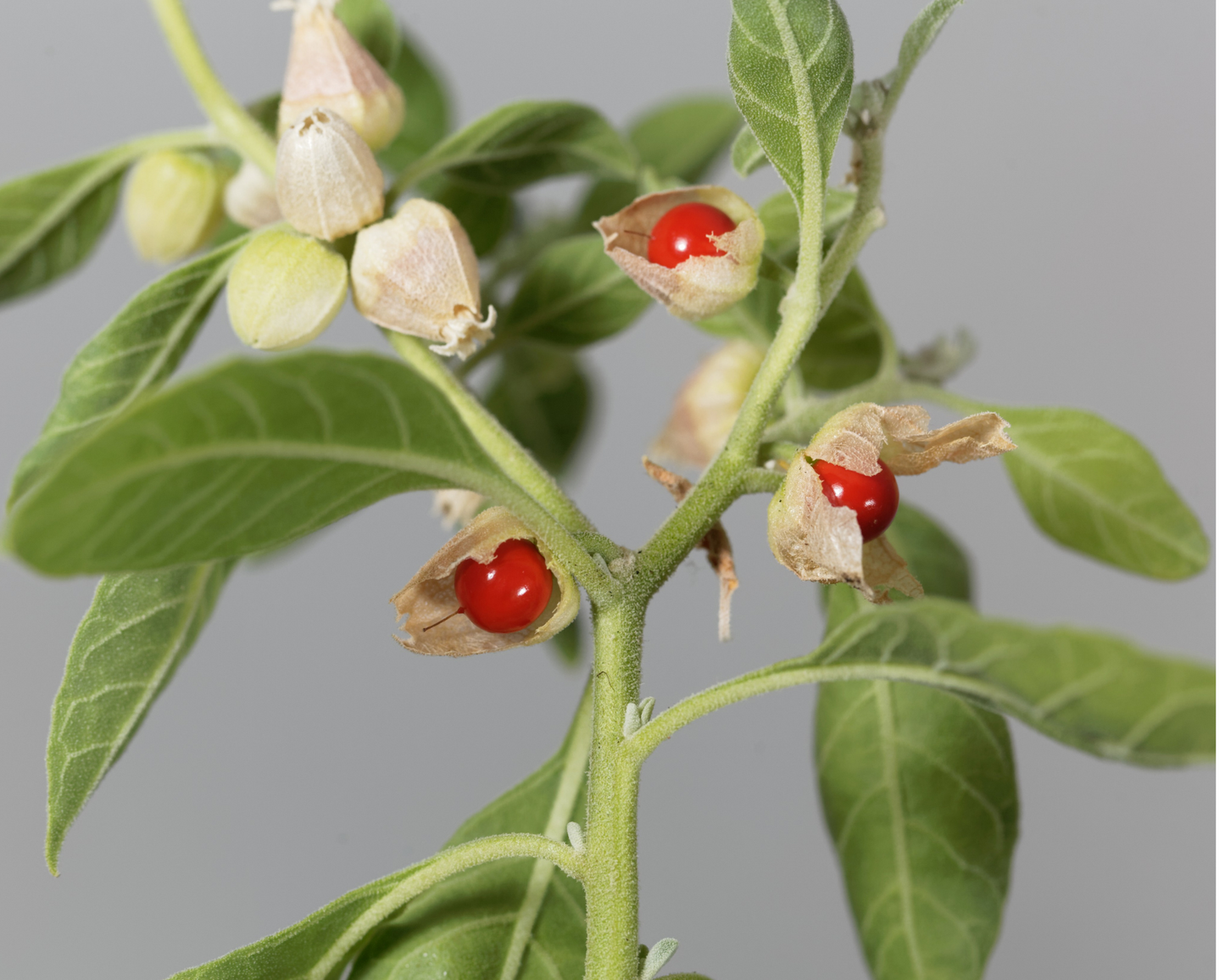 ASHWAGANDHA ORGÁNICO El tesoro antiguo